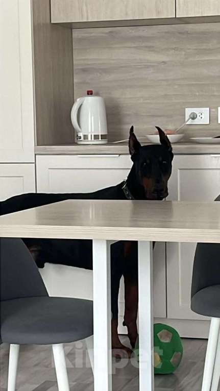 Собаки в Тюмени: Ищем ответственных хозяев  Мальчик, Бесплатно - фото 1