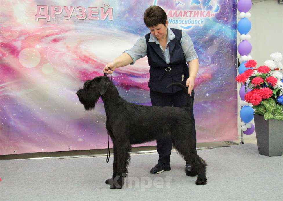 Собаки в Бердске: Щенки ризеншнауцера -Девочки Девочка, 65 000 руб. - фото 9