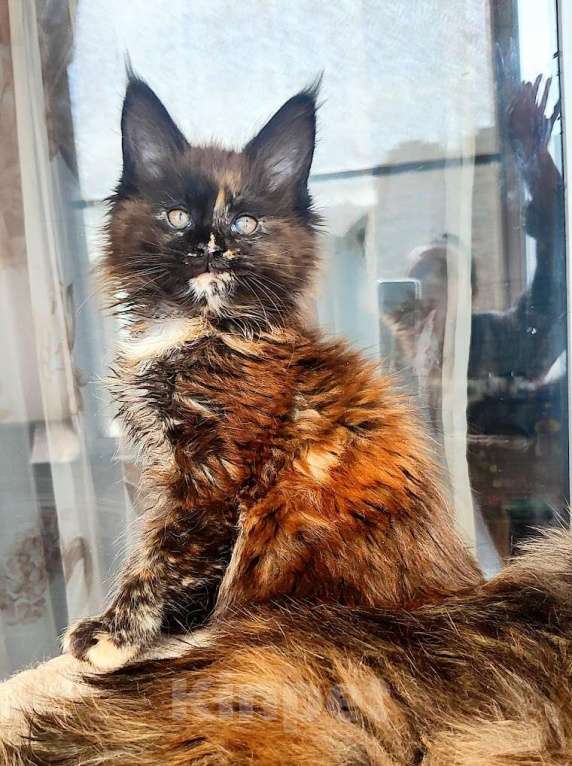 Кошки в Москве: Мейн кун котята Девочка, 15 000 руб. - фото 1