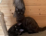 Кошки в Санкт-Петербурге: Котёнок мейн кун чёрный Девочка, 30 000 руб. - фото 4