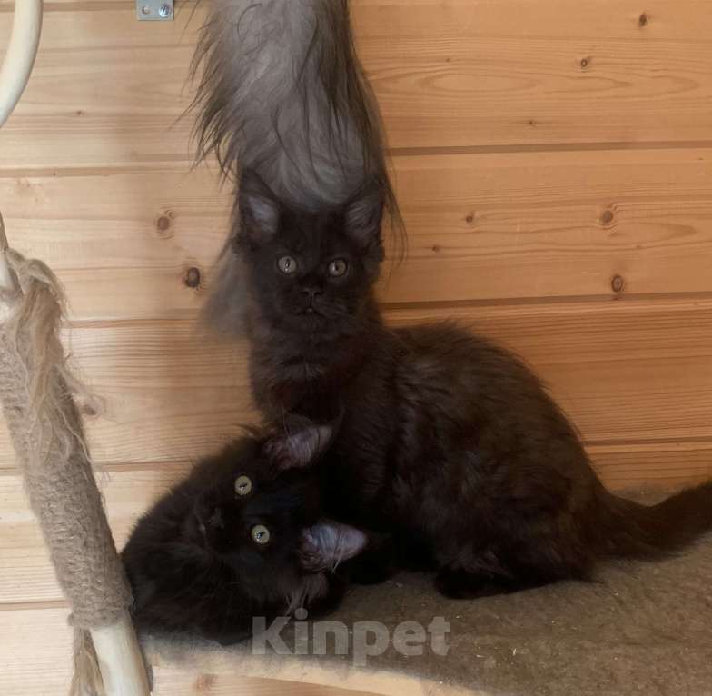 Кошки в Санкт-Петербурге: Котёнок мейн кун чёрный Девочка, 30 000 руб. - фото 4
