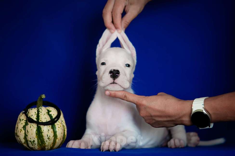 Собаки в Челябинске: Аргентинский дог щенки Мальчик, Бесплатно - фото 9