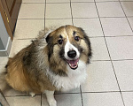 Собаки в Москве: Взрослый пес Бордер-колли в добрые руки Мальчик, Бесплатно - фото 5