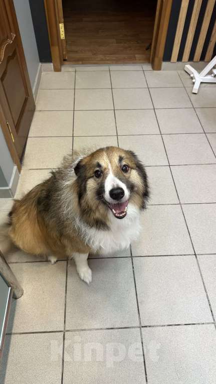 Собаки в Москве: Взрослый пес Бордер-колли в добрые руки Мальчик, Бесплатно - фото 5
