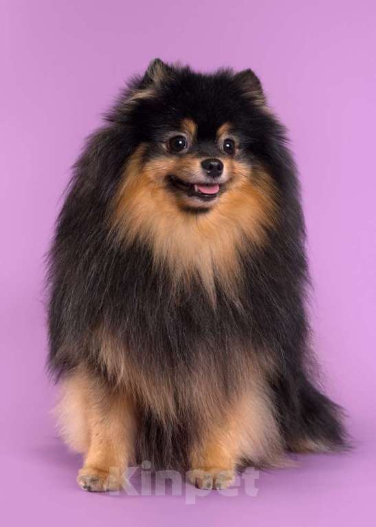 Собаки в Нижнем Новгороде: Немецкий малый шпиц, вязка Мальчик, Бесплатно - фото 4