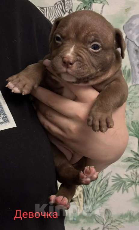Собаки в Москве: Щенки американского булли в типе покет Разнополые, 70 000 руб. - фото 6