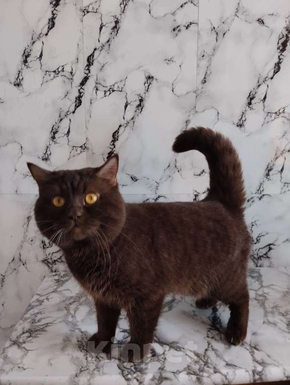 Кошки в Москве: Британский кот окрас шоколад носитель циннамона Мальчик, 40 000 руб. - фото 7