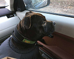 Собаки в Сочи: Потерялся Стаффордширский бультерьер  Мальчик, 100 000 руб. - фото 5