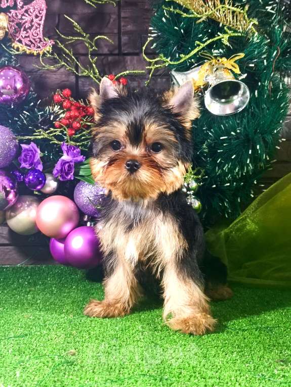 Собаки в Голицыно: Кукольная девочка Девочка, 90 000 руб. - фото 8