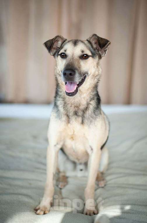 Кошки в Москве: Небольшой мегаласковый пёсик Гектор в добрые руки Мальчик, 1 руб. - фото 3