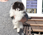 Собаки в Москве: Голубая девочка ШПИЦА померанского Девочка, 120 000 руб. - фото 7