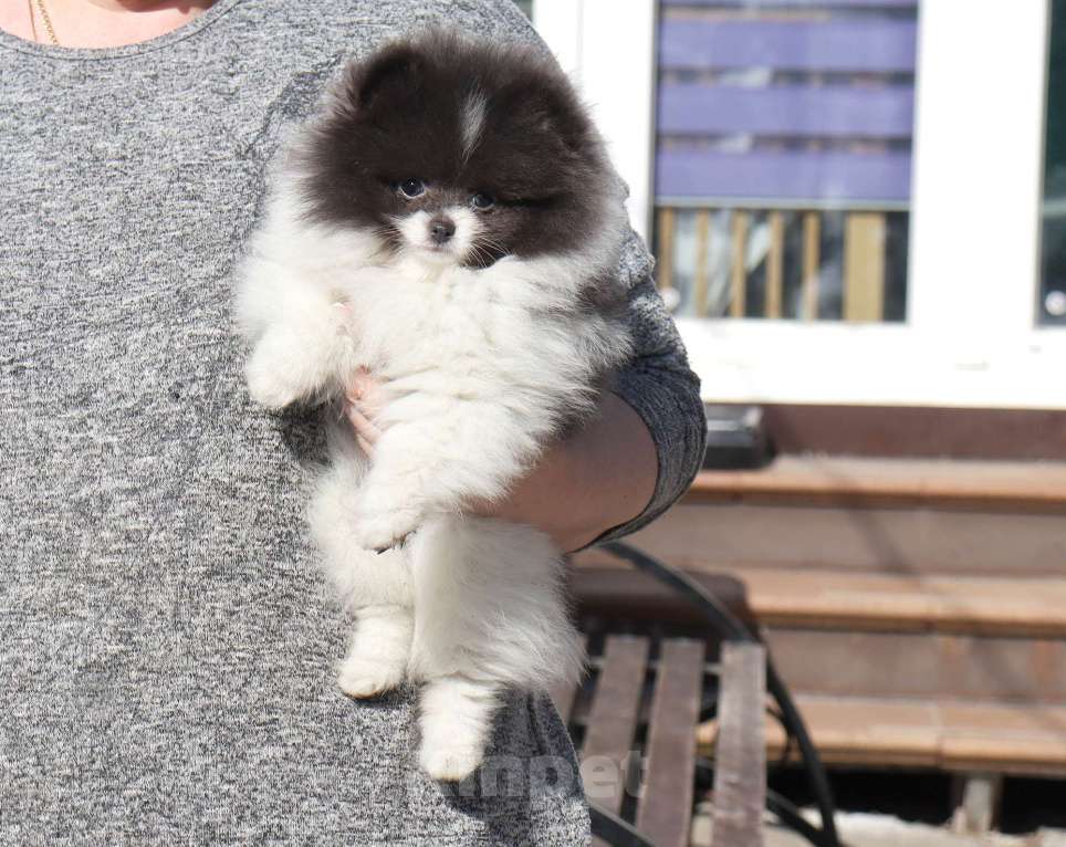 Собаки в Москве: Голубая девочка ШПИЦА померанского Девочка, 120 000 руб. - фото 7
