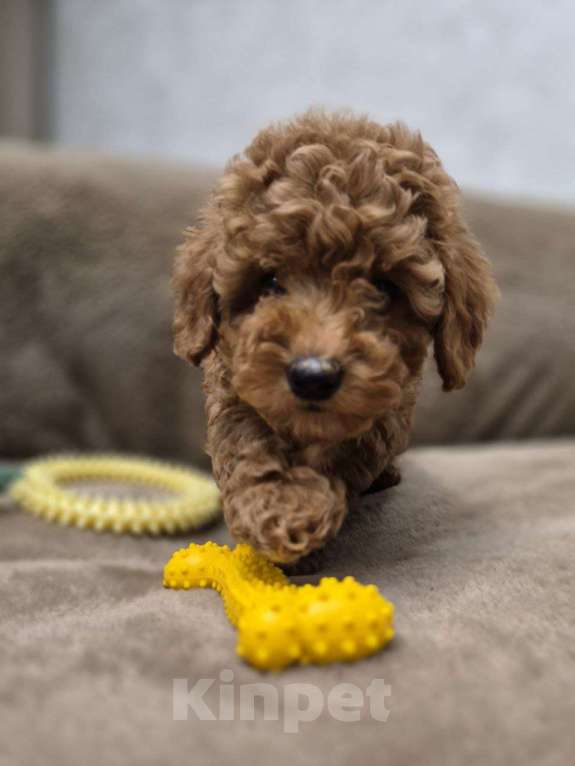 Собаки в Реутове: Той-пудель щенок Девочка, 90 000 руб. - фото 1