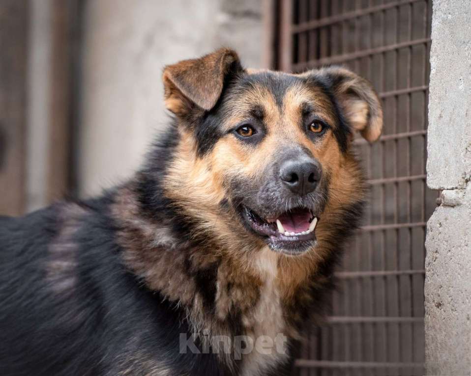 Собаки в Москве: Красавчик - красив не только внешне Мальчик, Бесплатно - фото 5