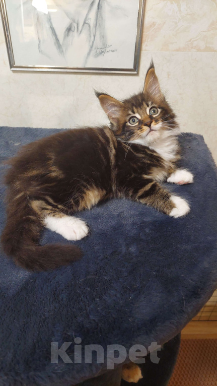 Кошки в Озерске: Нарядный котик в прекрасном типе станет шикарным украшением вашего дома Мальчик, 50 000 руб. - фото 2