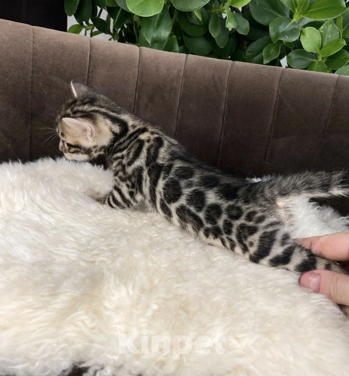 Кошки в Москве: Мальчик, розетка на золоте Мальчик, Бесплатно - фото 4