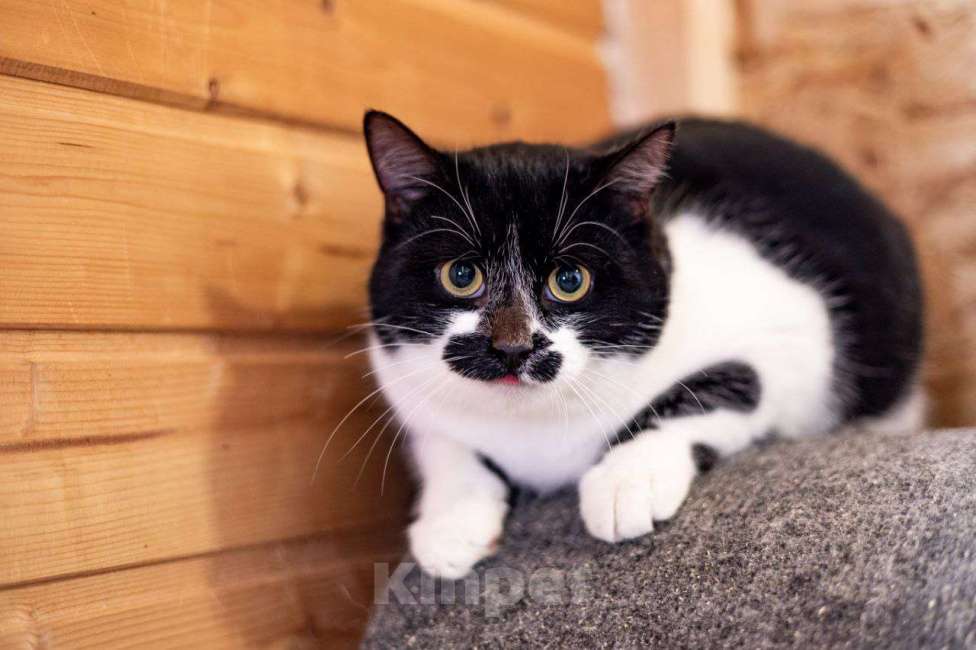 Кошки в Видном: Феликс ищет дом Мальчик, Бесплатно - фото 2