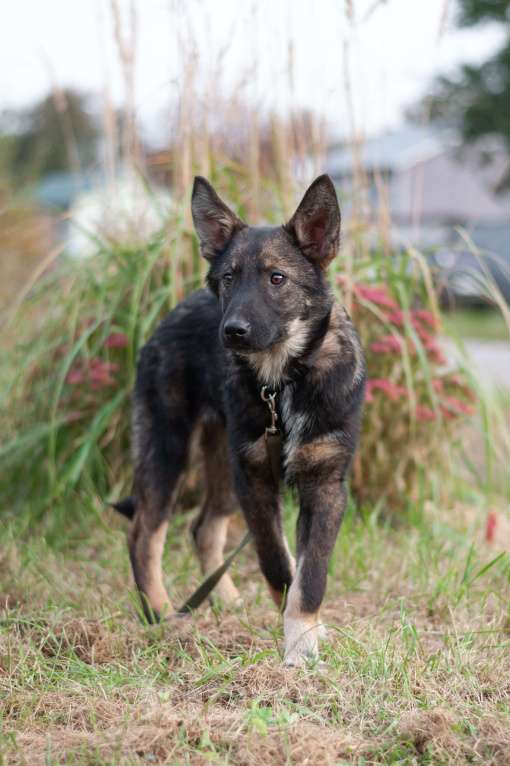 Собаки в других городах Владимирской области: Удивительный щенок Курт мечтает о доме и любящей семье! Мальчик, Бесплатно - фото 4