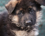 Собаки в Таганроге: Щенок немецкой овчарки Мальчик, Бесплатно - фото 3