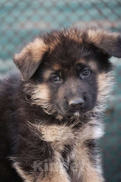 Собаки в Таганроге: Щенок немецкой овчарки Мальчик, Бесплатно - фото 3