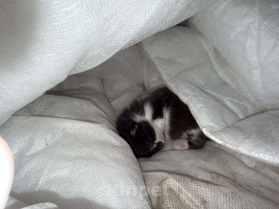 Кошки в Бердске: Котенок мальчик Мальчик, Бесплатно - фото 1