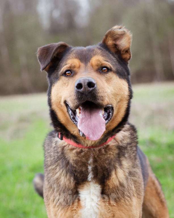 Собаки в Москве: Добрый, жизнерадостный пёс-компаньон Мальчик, Бесплатно - фото 7
