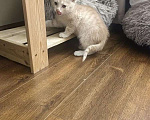 Кошки в Москве: Котенок в добрые руки Мальчик, Бесплатно - фото 6