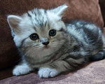 Кошки в Кулебаках: Котята, 6 000 руб. - фото 1