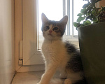 Кошки в Одинцово: Кошечка ищет семью Девочка, 300 руб. - фото 4