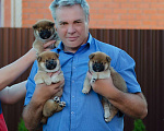 Собаки в Москве: Продаются щенки сиба ину от родителей чемпионов Мальчик, 80 000 руб. - фото 10