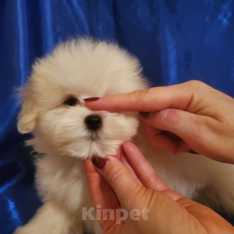 Собаки в Москве: щенок мальтипу белый  Мальчик, 75 000 руб. - фото 3