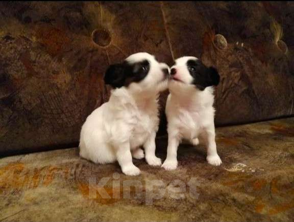 Собаки в Томске: Щенки папийона-красавицы в Томске Девочка, 35 000 руб. - фото 10