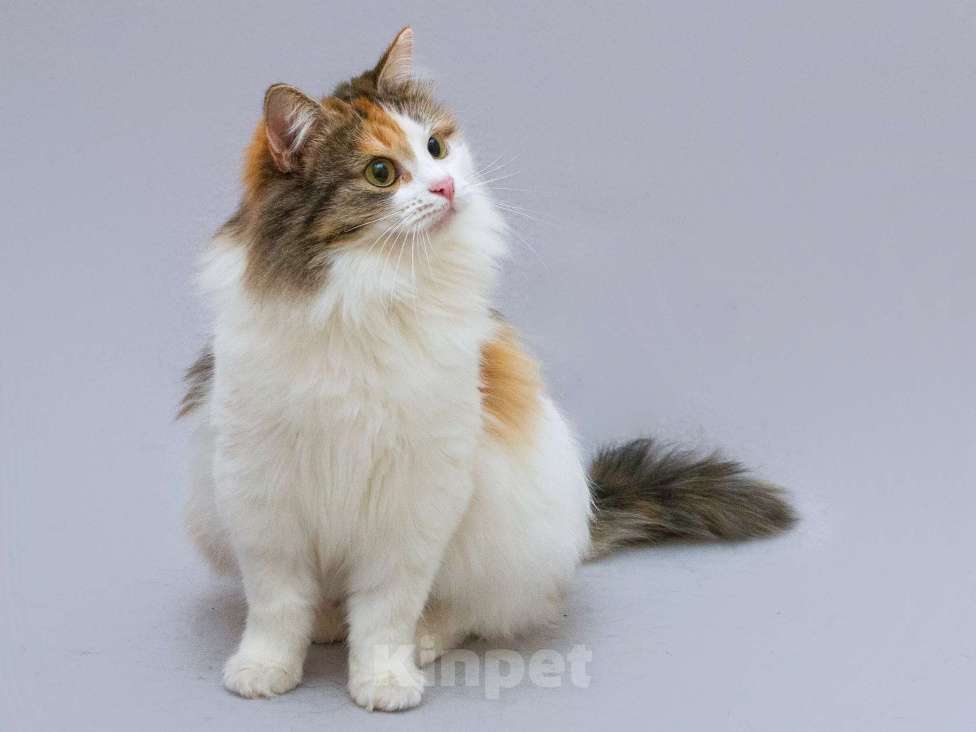 Кошки в Москве: Трёхцветная пушистая красавица Липа в добрые руки Девочка, Бесплатно - фото 6