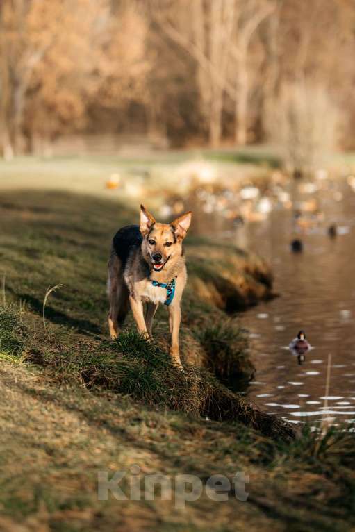 Собаки в Москве: Нежный Читос ищет дом Мальчик, Бесплатно - фото 5