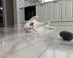 Кошки в Москве: Кошечка в добрые руки Девочка, Бесплатно - фото 4