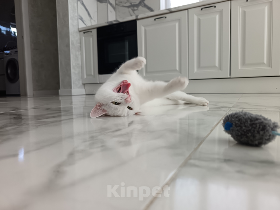 Кошки в Москве: Кошечка в добрые руки Девочка, Бесплатно - фото 4