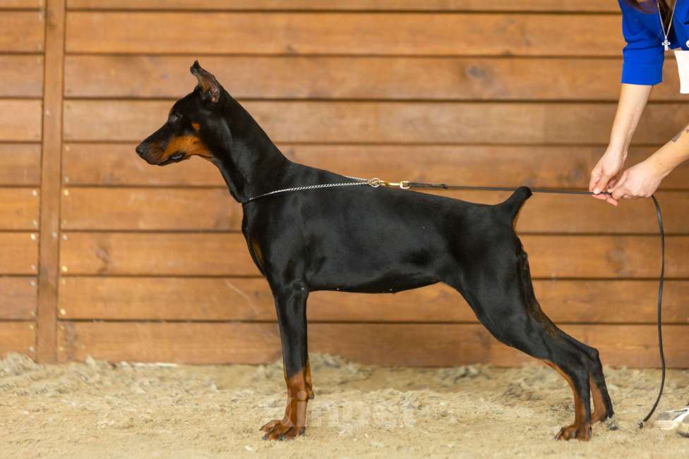 Собаки в Курске: Доберман подброшенный РКФ Девочка, 60 000 руб. - фото 2