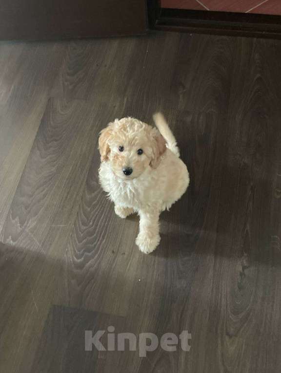 Собаки в Тюмени: Мальтипу f1 Мальчик, 60 000 руб. - фото 2