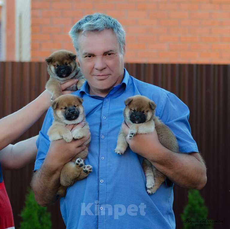 Собаки в Москве: Продаются щенки сиба ину от родителей чемпионов Мальчик, 80 000 руб. - фото 10