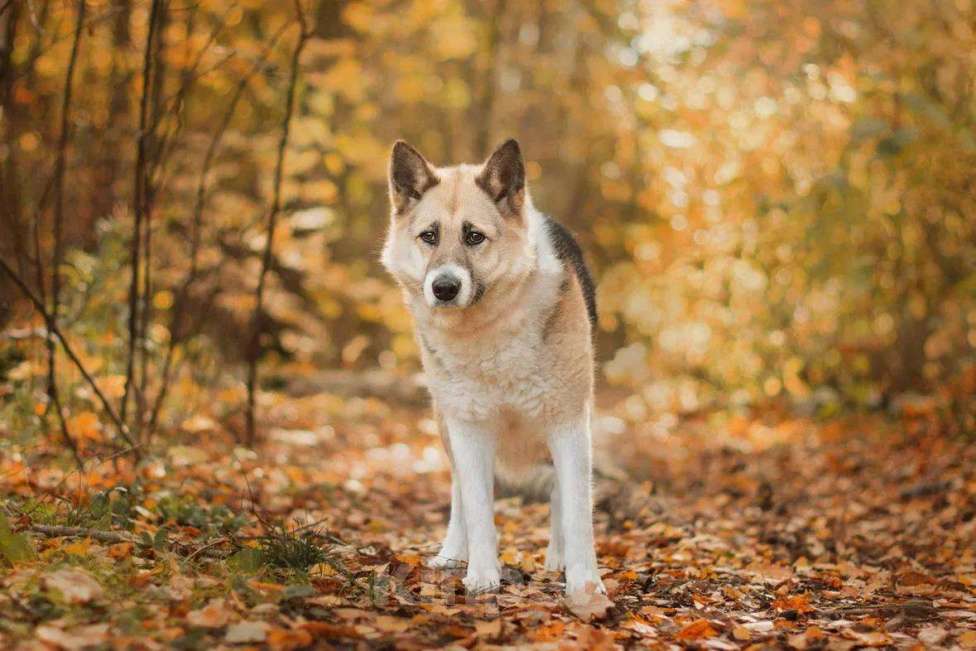 Собаки в Москве: Марбелья ищет дом Девочка, Бесплатно - фото 4