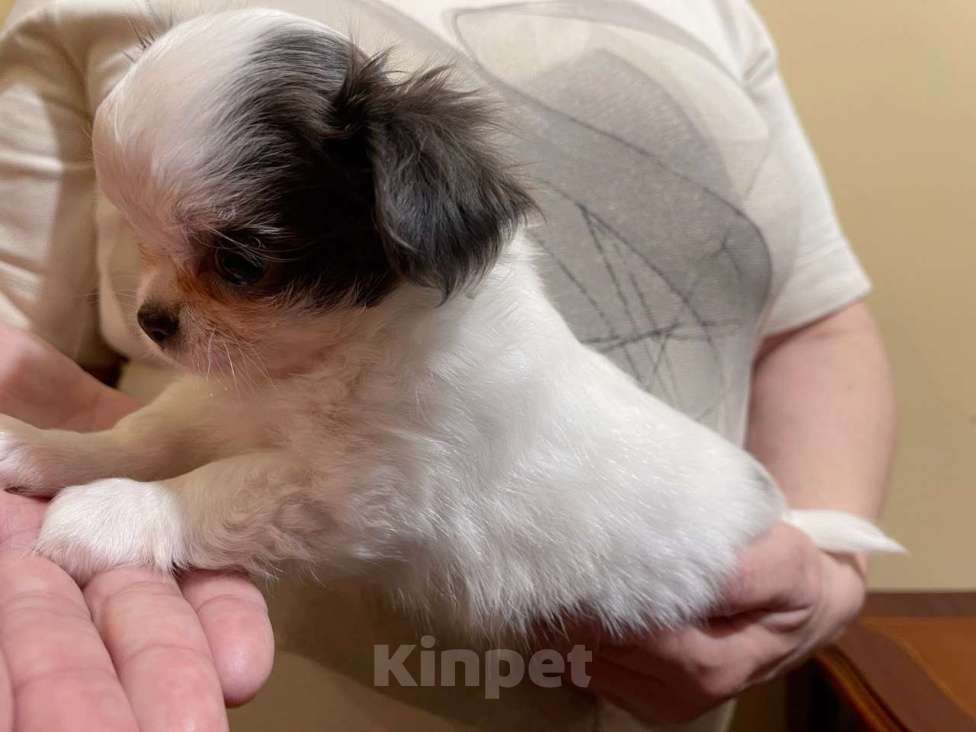 Собаки в других городах Московской области: Элитный щенок ЧихуахуаРФК из питомника Девочка, 100 000 руб. - фото 6