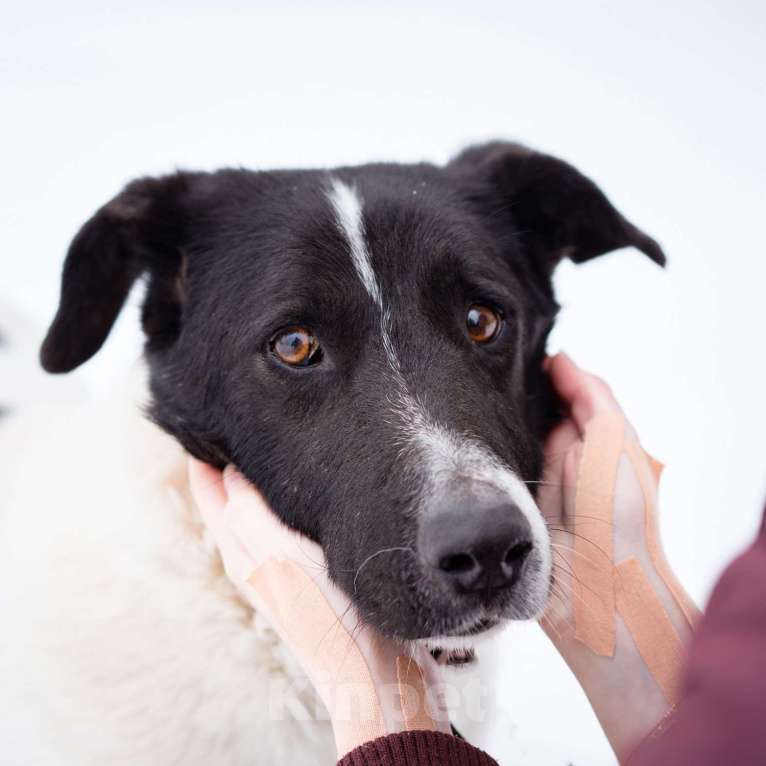 Собаки в Москве: Пёсель из приюта в поисках дома Мальчик, Бесплатно - фото 8
