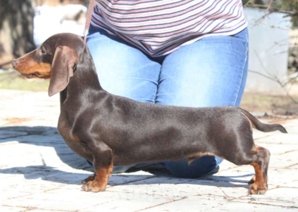 Собаки в Москве: Вязка с миниатюрным кобелем коричнево подпалым  Мальчик, Бесплатно - фото 1