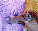 Кошки в Санкт-Петербурге: Рыжее солнышко 1,5 мес мальчик Мальчик, 200 руб. - фото 9