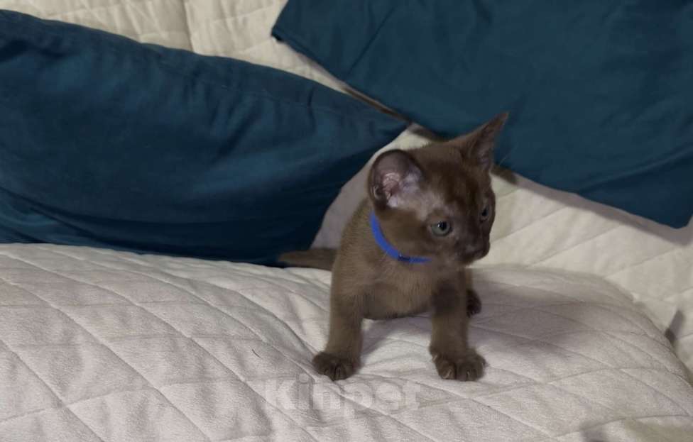Кошки в Москве: Буми соболь Мальчик, 35 000 руб. - фото 6