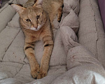 Кошки в Тюмени: Кошка Чаузи Девочка, 75 000 руб. - фото 1