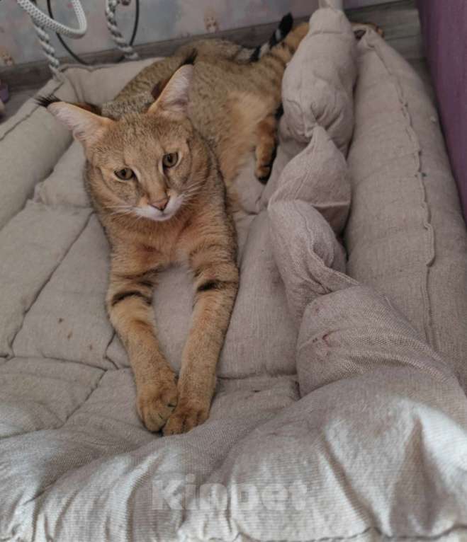 Кошки в Тюмени: Кошка Чаузи Девочка, 75 000 руб. - фото 1