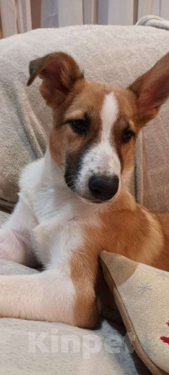 Собаки в Щелково: Балта якутенок в добрые руки Девочка, Бесплатно - фото 5