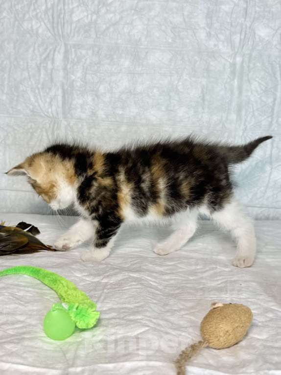 Кошки в Санкт-Петербурге: Котенок 1 месяц Лив Девочка, Бесплатно - фото 2