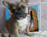 Собаки в Москве: Красивые девочки французский бульдог. Девочка, 60 000 руб. - фото 3